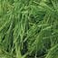 03155_Grass Green_157